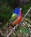 _2SB9414 painted bunting